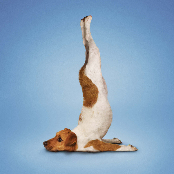 image drole de chien