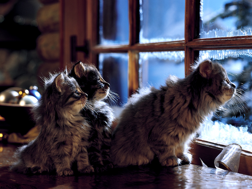 images fonds d ecrans chiens et chats Page 7